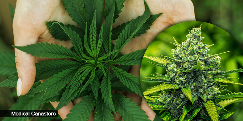 Future of Legalized Cannabis